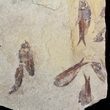 Fossil Fish (Gosiutichthys) Mortality Plate - Lake Gosiute #63156-2